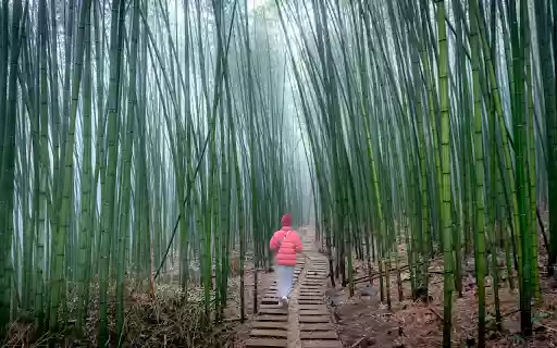 The Path Between Bamboo Forest from Chrome web store to be run with OffiDocs Chromium online The Path Between Bamboo Forest from Chrome web store to be run with OffiDocs Chromium online