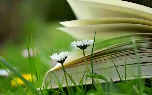 The wind turns the pages of the book from Chrome web store to be run with OffiDocs Chromium online The wind turns the pages of the book from Chrome web store to be run with OffiDocs Chromium online