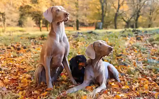 Three dogs from Chrome web store to be run with OffiDocs Chromium online Three dogs from Chrome web store to be run with OffiDocs Chromium online