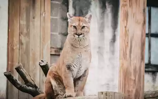 Tiger Cat from Chrome web store to be run with OffiDocs Chromium online Tiger Cat from Chrome web store to be run with OffiDocs Chromium online