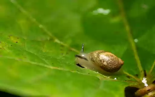Tiny snail from Chrome web store to be run with OffiDocs Chromium online Tiny snail from Chrome web store to be run with OffiDocs Chromium online
