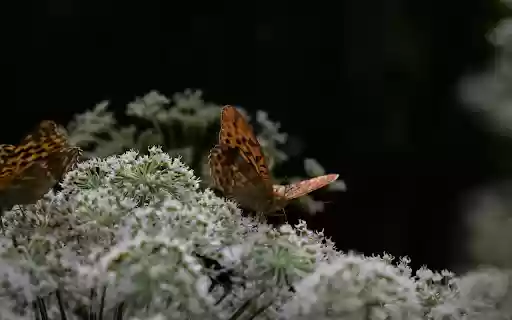 Two brown butterflies from Chrome web store to be run with OffiDocs Chromium online Two brown butterflies from Chrome web store to be run with OffiDocs Chromium online