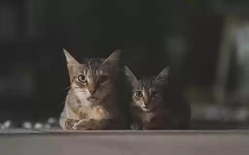TWO CATS Theme from Chrome web store to be run with OffiDocs Chromium online TWO CATS Theme from Chrome web store to be run with OffiDocs Chromium online