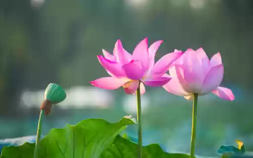Two Lotus Flowers in a Pond from Chrome web store to be run with OffiDocs Chromium online Two Lotus Flowers in a Pond from Chrome web store to be run with OffiDocs Chromium online