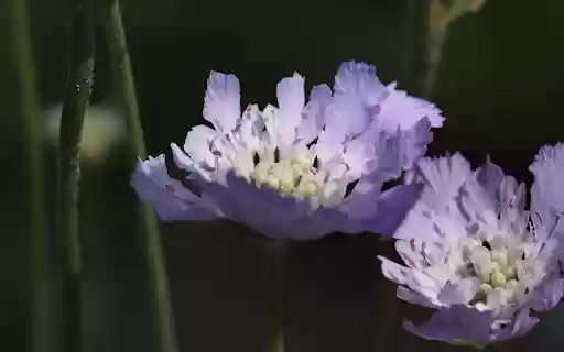 Two purple flowers from Chrome web store to be run with OffiDocs Chromium online Two purple flowers from Chrome web store to be run with OffiDocs Chromium online