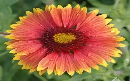 Wallpaper of rough leaves chrysanthemum from Chrome web store to be run with OffiDocs Chromium online Wallpaper of rough leaves chrysanthemum from Chrome web store to be run with OffiDocs Chromium online