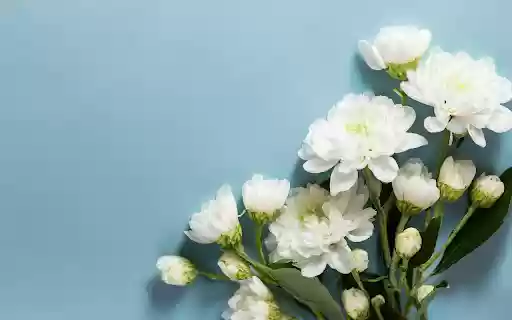 White Flower Branch from Chrome web store to be run with OffiDocs Chromium online White Flower Branch from Chrome web store to be run with OffiDocs Chromium online