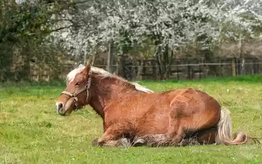 White Mane Horse from Chrome web store to be run with OffiDocs Chromium online White Mane Horse from Chrome web store to be run with OffiDocs Chromium online