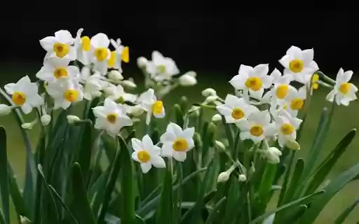 white narcissur flower wallpaper from Chrome web store to be run with OffiDocs Chromium online white narcissur flower wallpaper from Chrome web store to be run with OffiDocs Chromium online