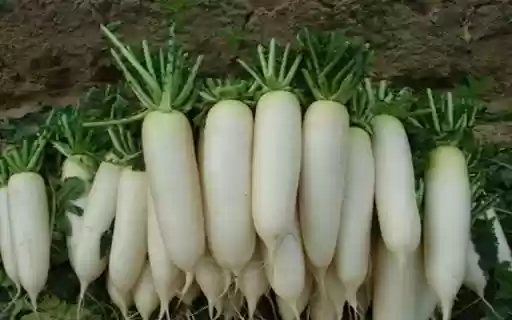 white radish wallpaper from Chrome web store to be run with OffiDocs Chromium online white radish wallpaper from Chrome web store to be run with OffiDocs Chromium online