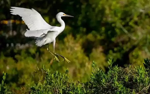 White stork with black legs from Chrome web store to be run with OffiDocs Chromium online White stork with black legs from Chrome web store to be run with OffiDocs Chromium online