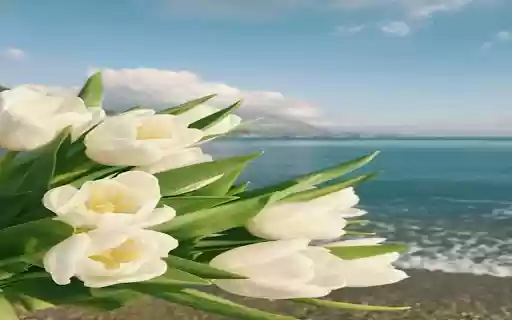 White tulips next to sea wallpaper from Chrome web store to be run with OffiDocs Chromium online White tulips next to sea wallpaper from Chrome web store to be run with OffiDocs Chromium online