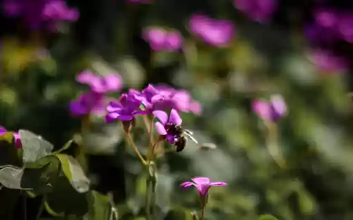 wildflowers from Chrome web store to be run with OffiDocs Chromium online wildflowers from Chrome web store to be run with OffiDocs Chromium online