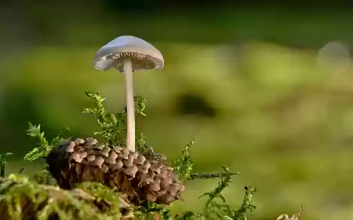 Wild Mushrooms from Chrome web store to be run with OffiDocs Chromium online Wild Mushrooms from Chrome web store to be run with OffiDocs Chromium online