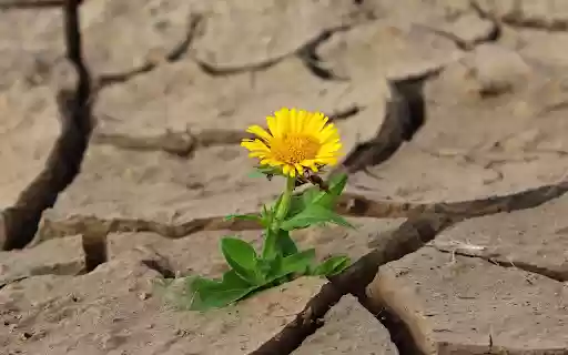 Yellow chrysanthemum flower from Chrome web store to be run with OffiDocs Chromium online Yellow chrysanthemum flower from Chrome web store to be run with OffiDocs Chromium online