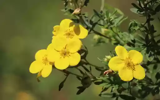 Yellow five petaled flowers from Chrome web store to be run with OffiDocs Chromium online Yellow five petaled flowers from Chrome web store to be run with OffiDocs Chromium online