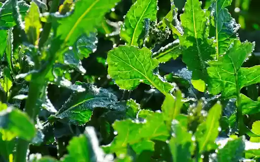 Young vegetable garden from Chrome web store to be run with OffiDocs Chromium online Young vegetable garden from Chrome web store to be run with OffiDocs Chromium online