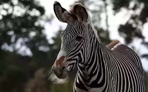 Zebras and beards from Chrome web store to be run with OffiDocs Chromium online Zebras and beards from Chrome web store to be run with OffiDocs Chromium online