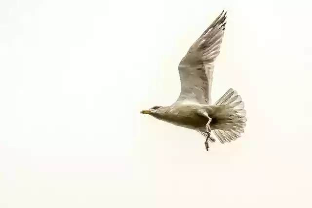 Seagull Bird Animal GIMP online editor free Free download Seagull Bird Animal free photo template to be edited with GIMP online image editor